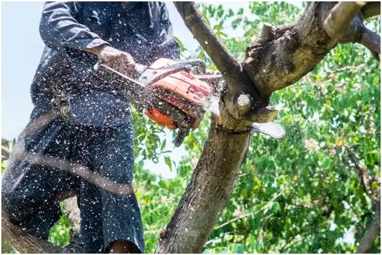 tree services Mauldin